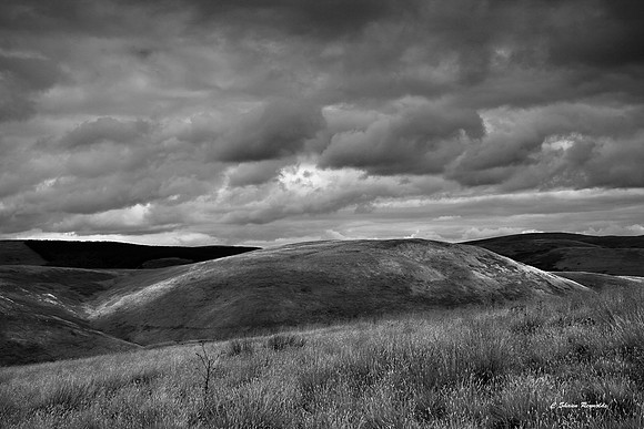Cheviot Hills