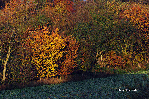 Autumn Colours