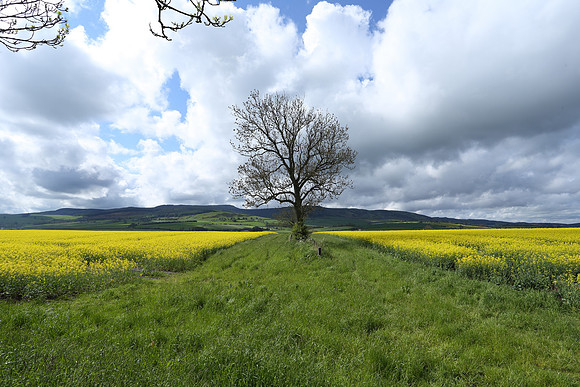 Northumberland Fields