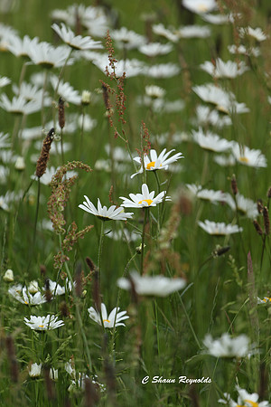 Daisy