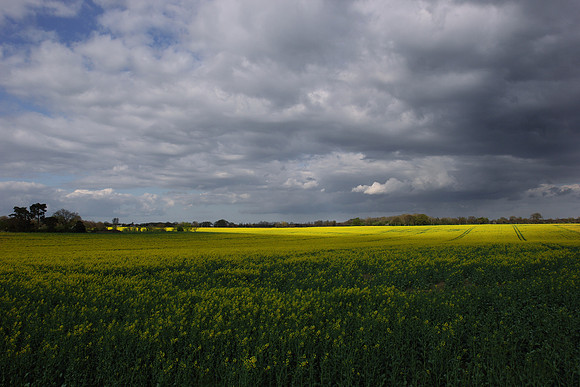 Spring Fields