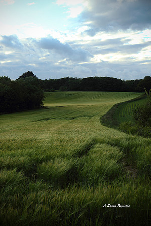 Fields