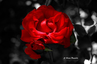 Red Rose