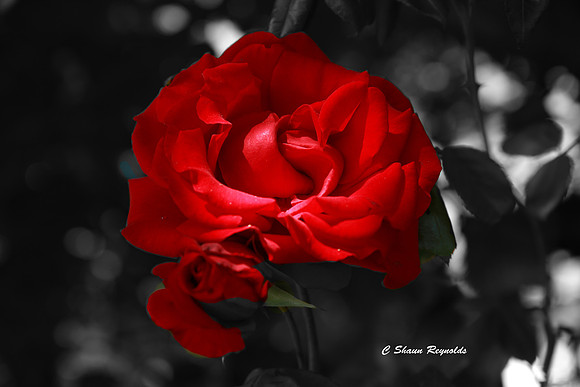 Red Rose