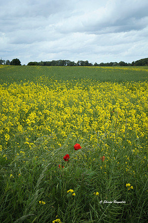 Poppies amongst field