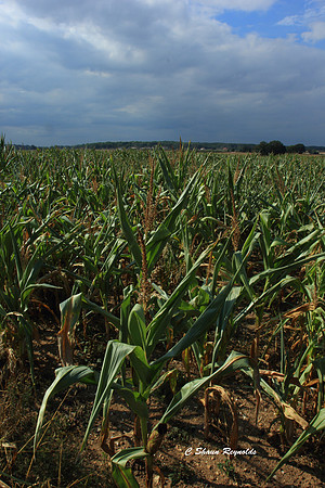 Crops